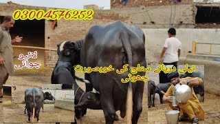 Neli Daryae Satlug ki khubsurat jhoti for sale Okara Animal TV 9/8/2024