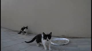 Qatar cats