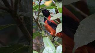 Pitohui: a ave venenosa mais famosa do mundo!