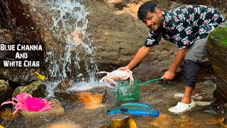 Blue Channa And Pink White Crabs from Jungle waterfalls 🥰🦀❤️🔥