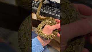 Yearling Super Dwarf Retic #shorts #snake #animals #pets #python #reptiles #wildlife #views #viral