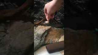 Hand feeding salvini cichlid