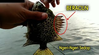 Hati-Hati‼️Mancing Ikan ini ternyata ada Racunnya