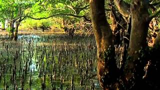 Forest China   Mangroves in the Sea 1 4