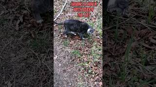 Buddy the cat goes for a walk