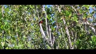 Painted Bunting in a shrub.