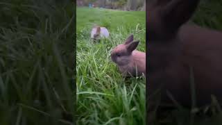 Cute bunny babies #funny #cute #pets #bunny #rabbit #shortvideo #shots #youtube