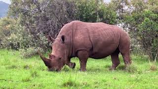 All About Rhinos for Kids: Rhinoceros for Children - FreeSchool #new