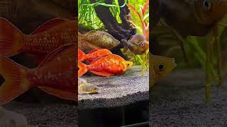 🐠 Команда Радужниц, rainbow team, аквариумные рыбки, aquarium fish🐠