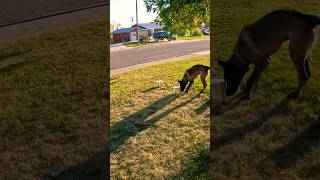 Malinois puppy working human remains. #searchdog #belgianmalinoisdog #workingdog