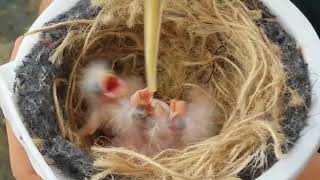 Hand Feeding Baby Red Factor Canaries