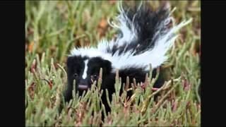 Totem Animal: Skunk