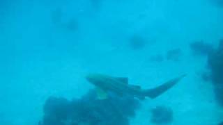 een leopard shark in Koh Tachai zoekt rust