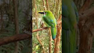 Southern Emerald-Toucanet colombia #shorts #animal