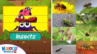 Insect Match Up Puzzle - Learn Insects Names and Fun Videos for Toddlers