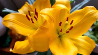 Yellow lily Flower Blooming// Hyper Lapse// Beautiful Asiatic Lily Blooming Time lapse