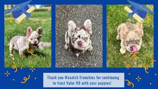 Frenchie Puppies Board and Train | Wasatch Front Frenchies | Boise Dog Trainers