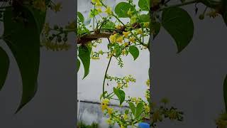 Honey Bee on goodwill plant flowers