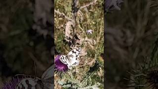 Melanargia lachesis (medioluto ibérica)