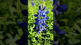 Life’s like Bluebonnets in the Spring. We’re only here for a lil while. It’s beautiful & bittersweet