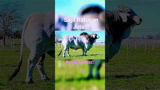 Raja Nya Sapi!!Ratusan Juta!! #shortvideo #trending#viral#video#shortsvideo #sapi#ternak#simental