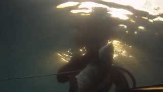 spearfishing white grouper דיג בצלילה חופשית לוקוס לבן