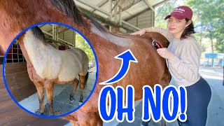 Clipping my horse MYSELF! *FAIL but SATISFYING*