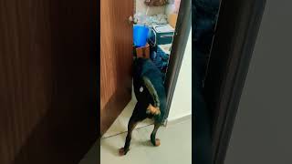 Funny Rottweiler #shorts #rottweiler #aggressivedog #familydog #funny #guarddog #friendly #dog #yt