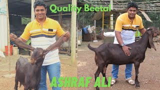 Quality Beetal Goats at Extreme Livestock |Ashraf Ali |Karad, Satara| Part-2 Marathi.