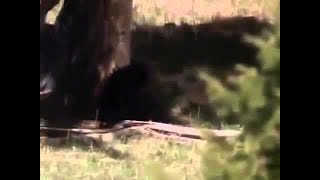 DISCOVERING THE BLACK BEAR Discovery Animals Nature documentary