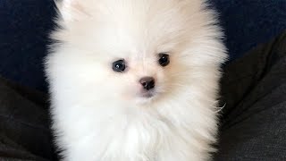 【生後76日】甘噛みしてコロコロ転がされるポメラニアンの子犬