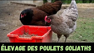 VOICI POURQUOI IL FAUT SE LANCER DANS L'ÉLEVAGE DES POULETS GOLIATHS