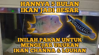 INILAH PAKAN UNTUK MENGEJAR UKURAN PADA IKAN CHANA DAN IKAN LOUHAN #chana #ikan #ikanhias #louhan