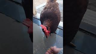 Shirley the Chicken Comes Inside For A Cracker