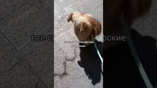 Новая звезда современного искусства #funnyanimals #contemporaryart #dogshorts #собака #художник