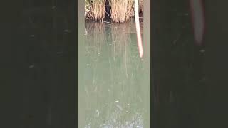 fishing wild animals bushcraft