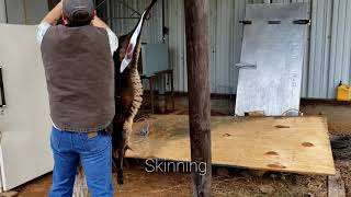 Lamb Field Harvest