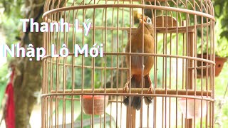 Mã số 142-Thanh lý họa mi bóng bộ đẹp chơi cực xung| Khải Chim Tuyên Quang