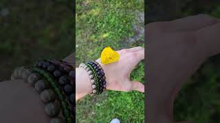 Caring for a Breathtaking Yellow butterfly - Cloudless Sulphur -  Link to full story in description!