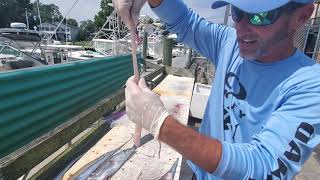 How to clean Ribbon Fish with Captain Billy Pappas JR. Jim Baugh Outdoors TV 2019