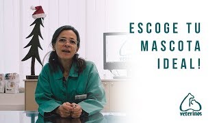 CONSEJOS DE UN PROFESIONAL - Como escoger tu mascota - Veterinos