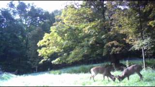 Bucks Battling at Old School Farm II