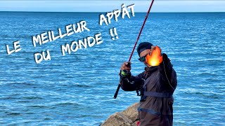 Le meilleur APPÂT au MONDE ! 4K ( Belle pêche de bar en bord de mer à l'appât naturel )