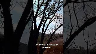 Así canta la chicharra en mi rancho..