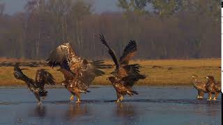 White-tailed eagle fighting for food Seeadler kämpfen um Nahrung