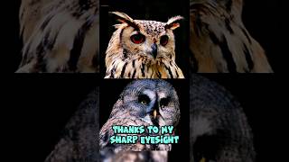 Interesting features of owls that can turn their heads 360 degrees.