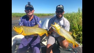 Pescaria de DOURADO no pincho na Argentina!