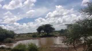 Going to Serengeti from Tarangire .Wildebeest migration herd enjoying in river