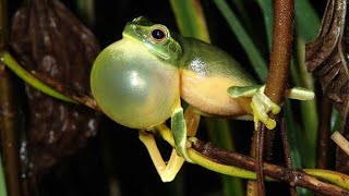 THE FROGS 🐸 LIFESTYLE FAMILY FACTS ABILITY FOOD SCIENTIFIC CLASSIFICATION ATTACKS