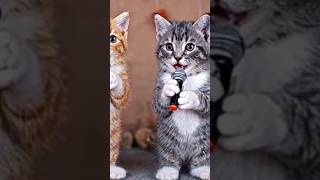 Gatitos cantando #humor #viralshort #gatos #dongatoronron